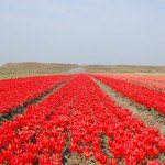 Bloemenveld
